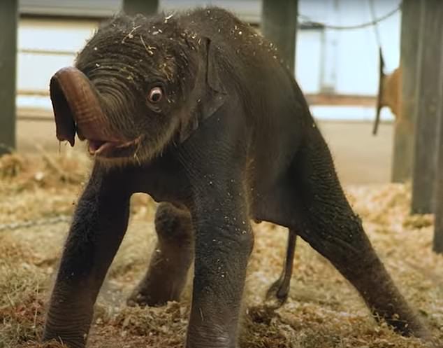 Quirky baby elephant named Kirby takes first steps at Houston