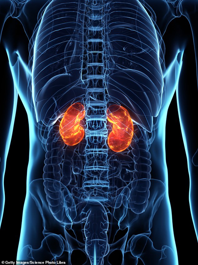 Lupus can also damage the kidneys (pictured), lungs, heart, brain, nervous system and muscles