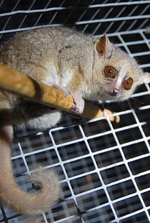 Studies in gray mouse lemurs show that females are more selective about their food than males, and can even forego a meal if it doesn't seem useful to sniff.