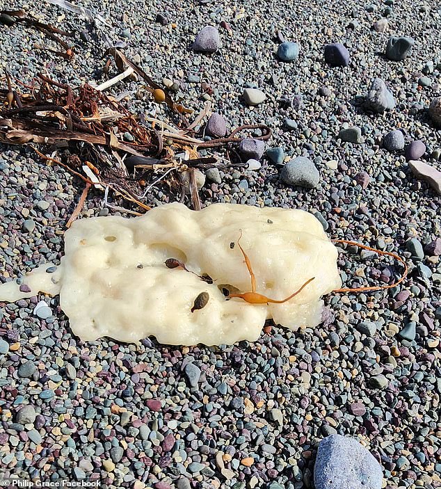 Memorial University professor Christopher M. Kozak was determined to find out what the strange white blobs that resembled undercooked dough were after the college obtained samples of them from Placentia Bay