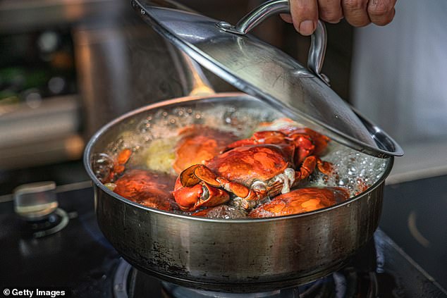 Researchers call for an urgent ban on cooking crabs alive as a shocking study proves they can actually feel pain (stock image)