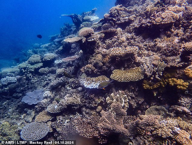 It is the world's largest collection of coral reefs and stretches more than 2,300 kilometers along the east coast of Australia. But scientists warn the Great Barrier Reef is moving closer to an irreversible 'tipping point'. Pictured: A coral community of both living and dead hard corals in the Cairns sector