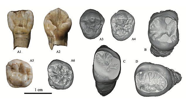 Numerous teeth were found at the site, which scientists discovered were much larger than those of other human species. The size suggested that they were hunters who enjoyed only meat