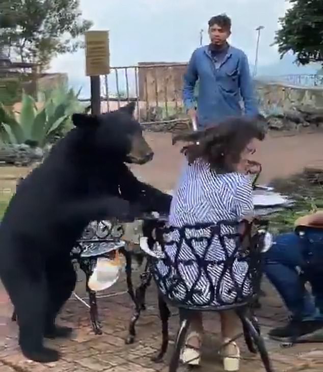 The woman responded by turning her face away and remained seated after being grazed by the bear during an attack on the Chipinque Hotel