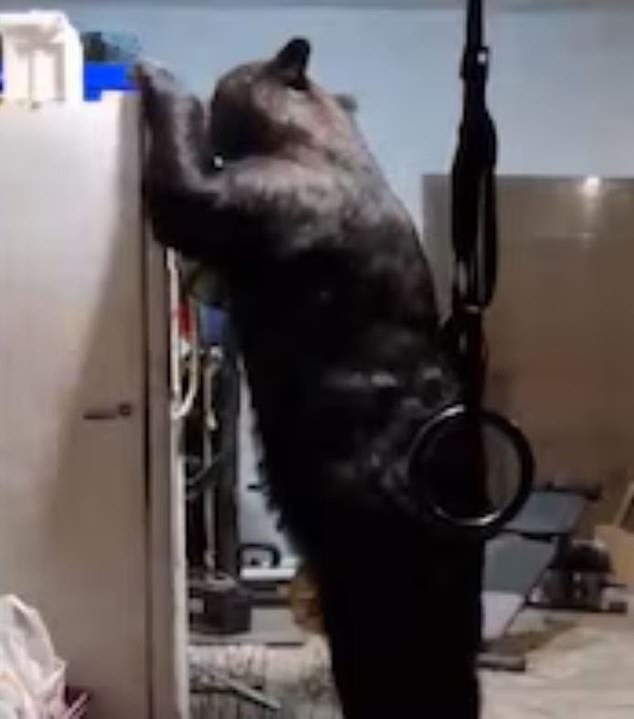 In late October, a black bear was seen breaking into a house in the city of Nuevo León, San Pedro Garza García