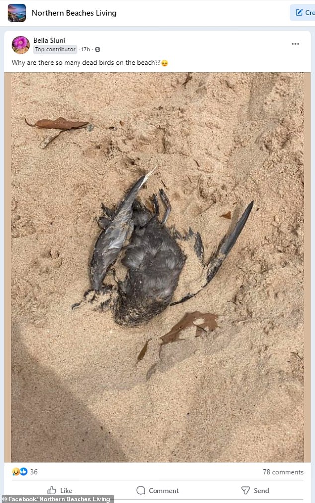 Locals on Sydney's northern beaches wondered why dead birds were washing up