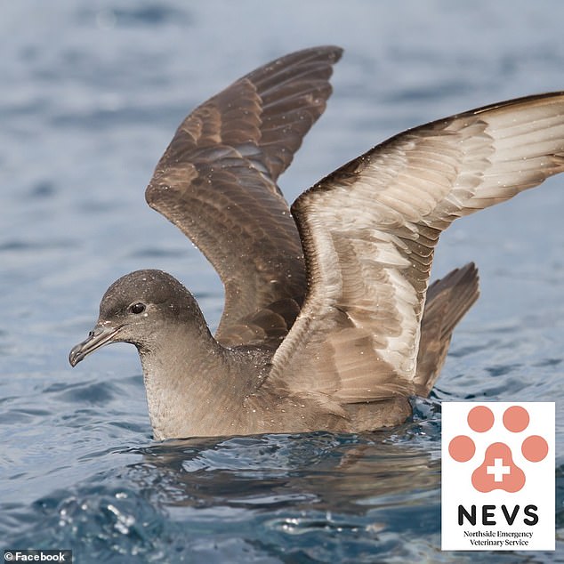 The Northside Emergency Veterinary Service has provided a definitive answer to why so many dead birds wash up on Sydney beaches - proving it is an annual phenomenon