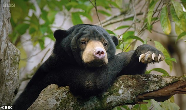 The 98-year-old narrates the series, which explores the wildlife and natural wonders of the world's largest continent, with the final episode following those who dedicate their lives to saving animals.