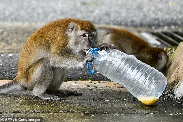 Forty monkeys have escaped from a research facility in South Carolina. Above, a wild macaque is seen drinking from a plastic bottle in Kuala Lumpur, Malaysia