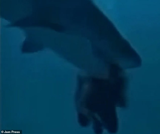 You see the shark clamp its jaws around the diver's head