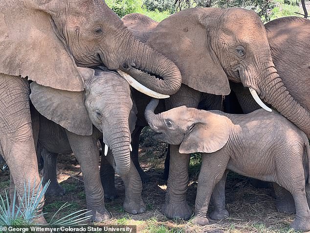 An elephant family comforts their calf during an afternoon nap under a tree in the Samburu National Reserve, Kenya