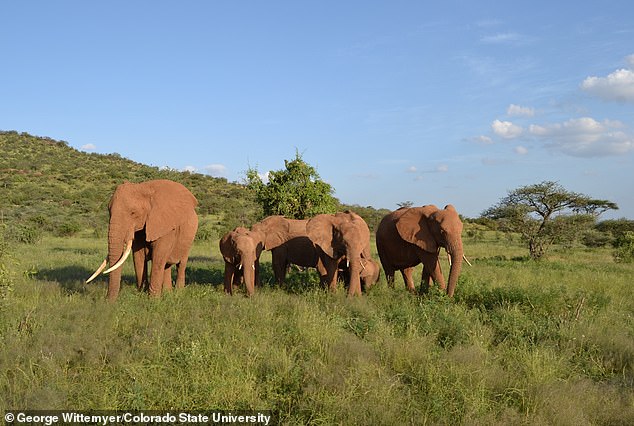 Unfortunately, African elephant populations have plummeted over the past century due to poaching, retaliatory killings for crop plunder, and habitat fragmentation. In the photo, a family of elephants are foraging together during the rainy season