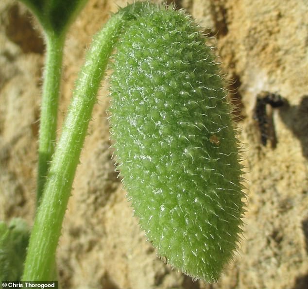 The spray cucumber consists of an egg-shaped fruit attached to a long, thin stem (photo)