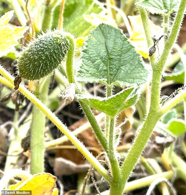 The spray cucumber is officially called Ecballium elaterium and is named after the 'violent' ballistic method the species uses to disperse its seeds