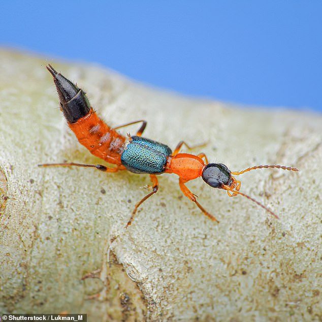 Tomb beetles, also called rove beetles, do not actually bite their victims, but instead release a very potent venom when swept aside or crushed