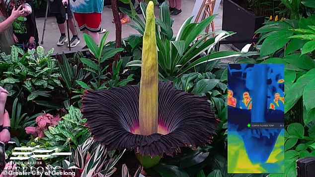 A so-called giant 'corpse flower' that takes a decade to open has blossomed at the Geelong Botanic Gardens