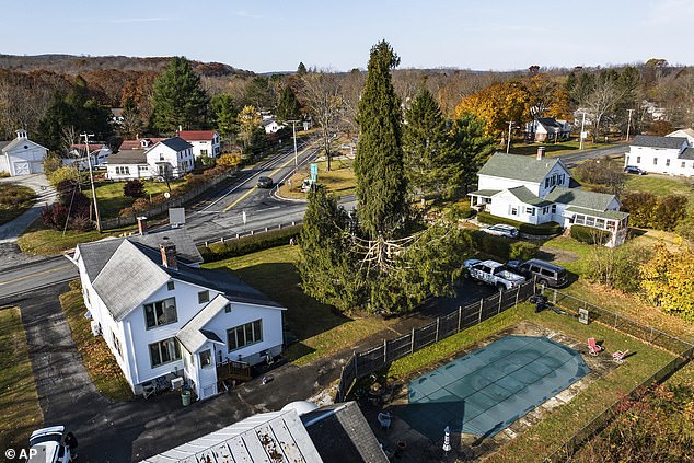 Earl and his late wife, Leslie, planted the spruce in 1967 when they were newlyweds, and watched as it grew from a waist-high shrub to 75 feet tall.