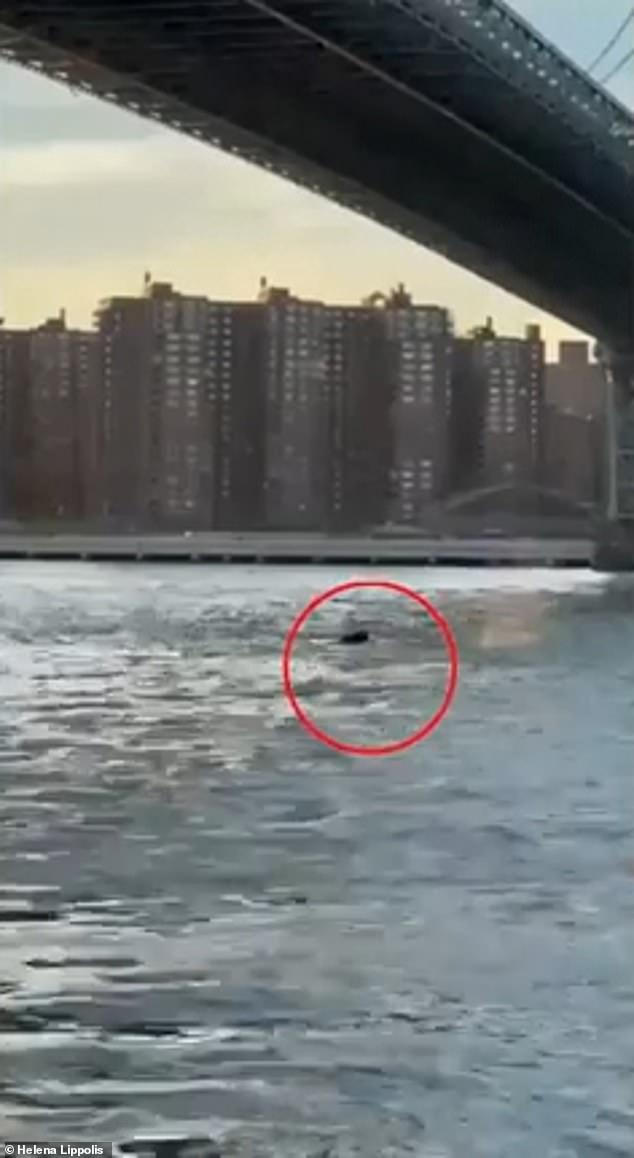 New York City was treated to an extraordinary sight on Monday when a whale was spotted swimming in the East River