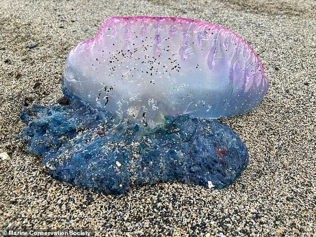 From highland cows to red deer, Britain is home to some of the most incredible animals in the world. But experts have warned of an influx of a rather unexpected creature to British shores: the Portuguese Man O'War