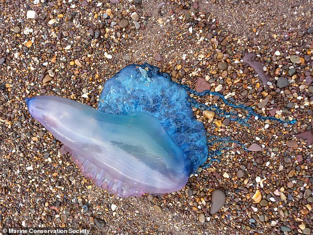 The Portuguese Man O'War is also known as the 'Bluebottle' and is typically found in warm, tropical and subtropical waters