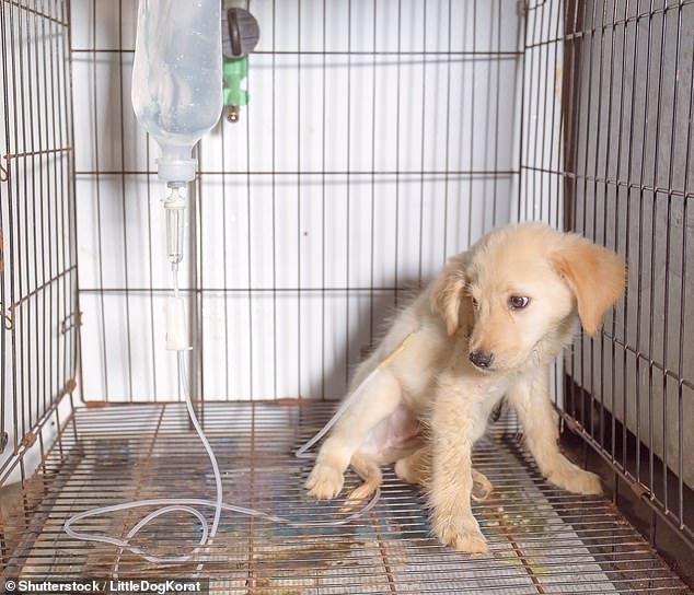 Owners have been warned to ensure their dog's vaccination against canine parvovirus is up to date following a recent outbreak in Adelaide (pictured of a puppy with parvo pictured)