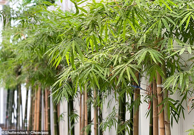 Harmful: A reader is concerned that a neighbour's bamboo will destroy thousands of pounds of the value of their property