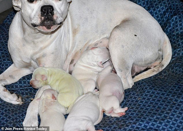 A white American Pitbull named Pearl recently gave birth to a litter of puppies at her home in Hancock County, Mississippi, and one of them was born with a green-tinged coat.