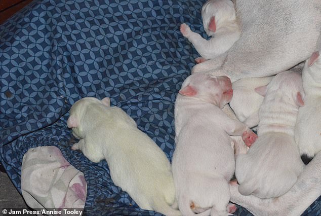 White Pitbull gives birth to a rare colored puppy named