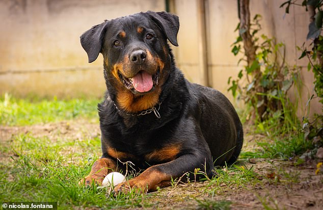 if you have a large dog, like a retriever, rottweiler (pictured), or Siberian husky, they probably have smaller brains but greater brain power.