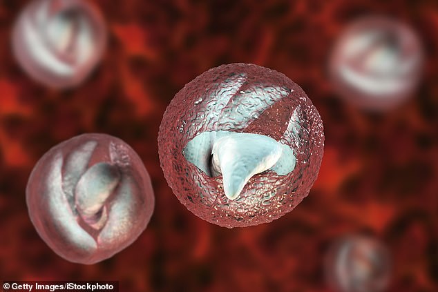 Cryptosporidium parasites are protected by a thick shell that allows them to survive even in chlorinated swimming pool water