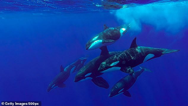 In 198, killer whales were first seen with fish on their heads