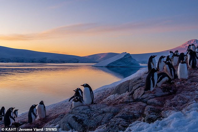 For passengers who had spent between £7,000 and £10,000 on what Swan Hellenic describes as a 'boutique 5-star' experience, the news they would miss out on Antarctica was devastating