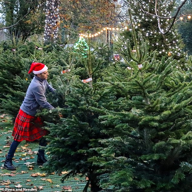 Pines and Needles recommends choosing a tall, lush tree with symmetrical branches