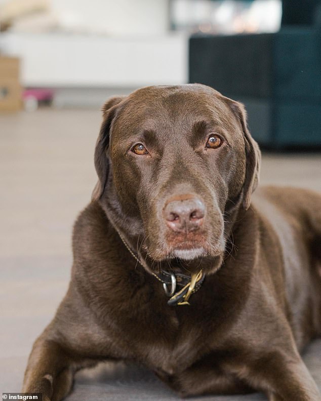 The former Bachelor star shared a touching post to Instagram on Monday revealing the loss of his faithful dog Hendrix (pictured)