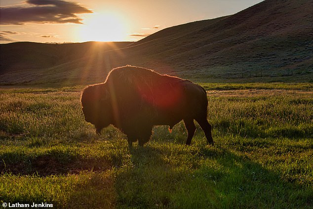 The ranch's land and the approximately 330 species of animals that live on it, such as elk, elk, eagles, deer and gray wolves, have led to it being called 