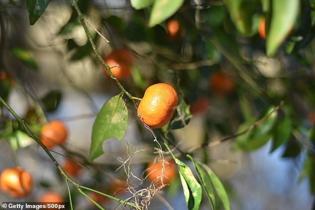 Polk County produces more boxes of citrus than any other county in Florida, and has devoted tens of thousands of acres to growing millions of trees