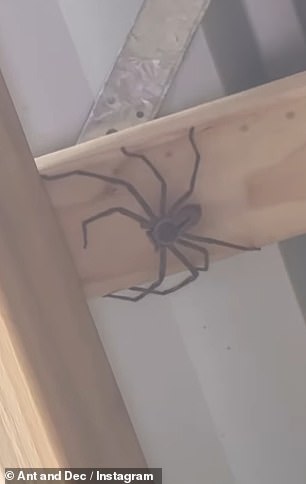 Ant also came into contact with a spider on set earlier this week and shared a video of a huge hunter burrowing into the roof