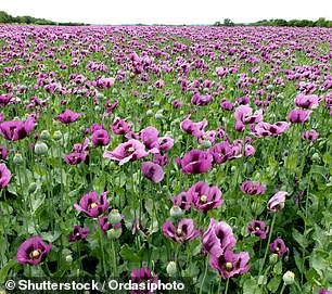 The narcotic properties of opium poppies were known as early as Roman times and appear to have been used as a medicine and as a ritual drug