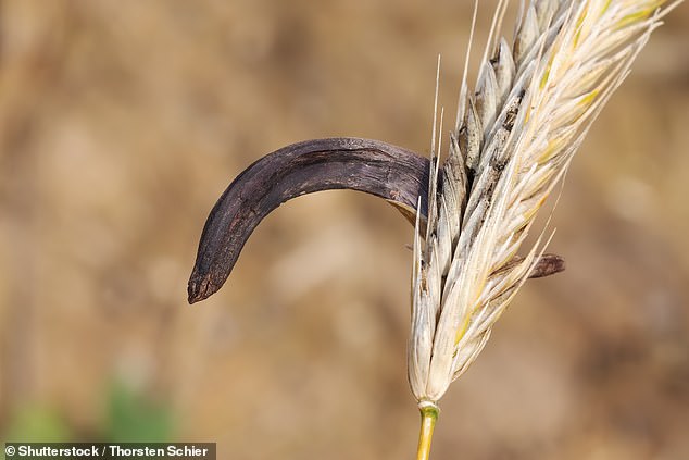 The Germanic people would also have been aware of the ergot fungus (photo), which grows on Rye and causes powerful hallucinations. This could have been taken in powder form and taken in small doses as a stimulant