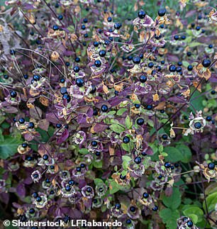 Warriors may also have taken the powdered leaves or roots of a nightshade such as Belladonna (photo)