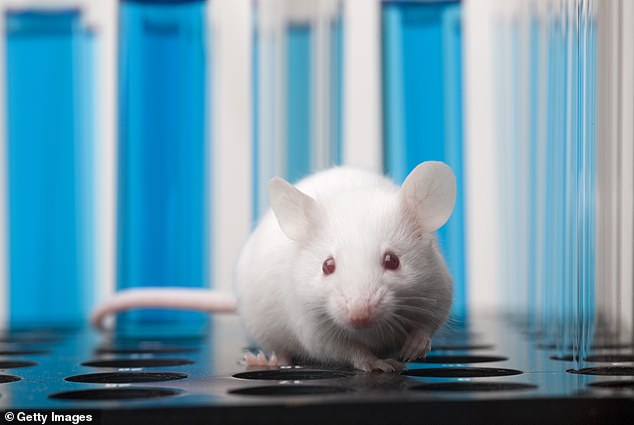 The discovery was made during studies in mice with spinal cord injuries, using 3D imaging techniques to map which brain areas are involved in walking during recovery (file image)