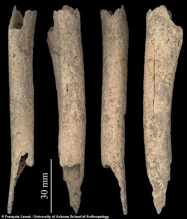 The jawbone and this leg bone found in Swan Point, Alaska (seen above in a composite scan) both showed chemical evidence of salmon proteins in laboratory tests – a discovery that led the team to conclude that ancient humans had probably fed the fish by the canines. who did not hunt fish in the wild