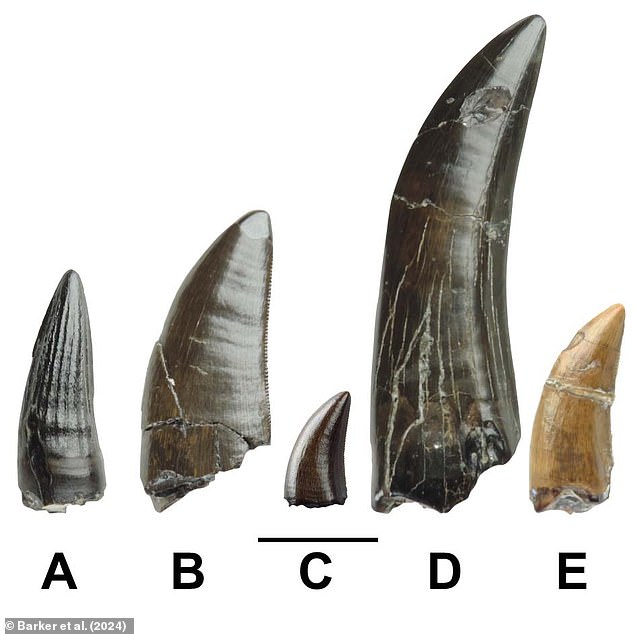 Five fossilized teeth (pictured) were found in East Sussex. Tooth 'A' belongs to a spinosaur, tooth 'B' to a Tyrannosaur, tooth 'C' to a relative of the velociraptor, while D and E have yet to be identified