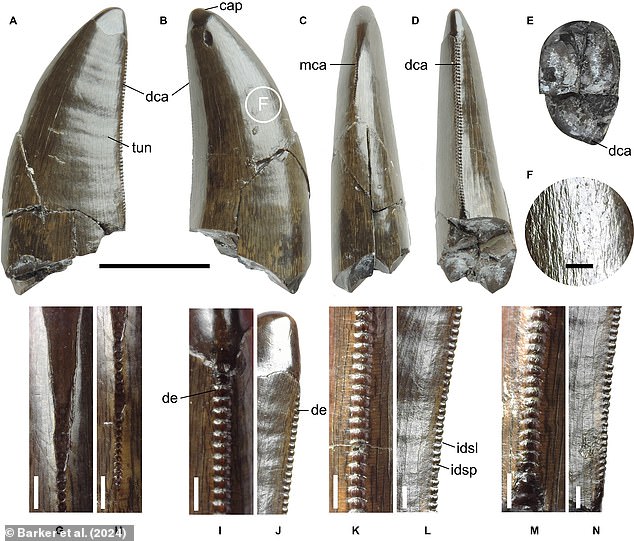 This terrifying serrated tooth belonged to a cousin of the Tyrannosaurus Rex that lived 135 million years ago. Experts say this dinosaur would have been 5 meters long, a third as big as its famous cousin. It is said to have lived on the Cretaceous floodplains on the south coast and hunted large herbivores