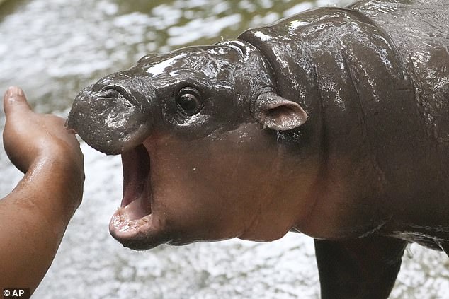 The iconic baby hippo Moo Deng, which went viral earlier this year, also earned a spot on the prestigious list