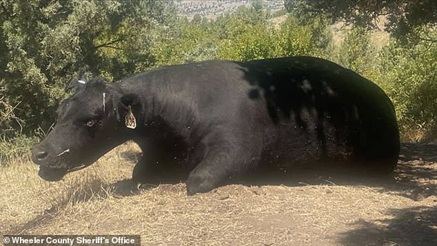 The Wheeler County Sheriff's Office is particularly baffled by a case of a cow in Oregon remaining in this creepy sitting position (photo). The animal's tongue and reproductive organs had been removed in July 2020, they reported