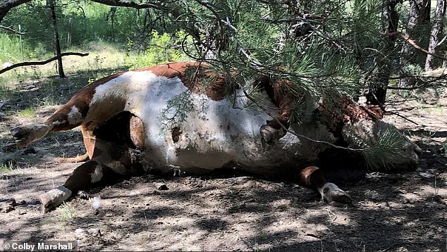 Above is a photo of former ranch manager Colby Marshall, who said this bull and others like it had their organs removed with surgical precision