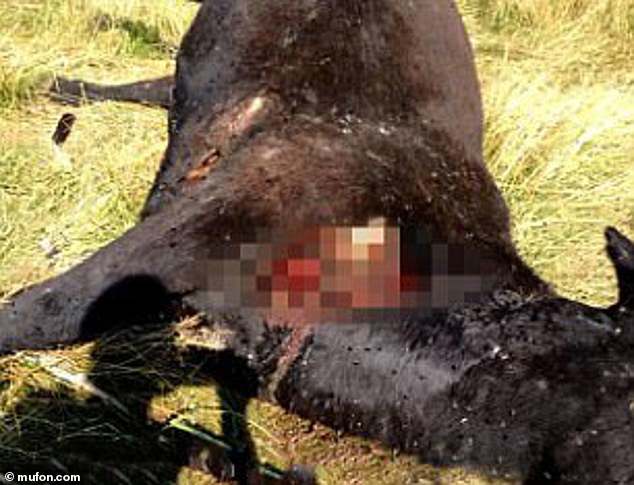 Above is an image of a case of cattle mutilation investigated by the non-profit Mutual UFO Network (MUFON) – which has investigated the theory that 'aliens' may have been behind the gruesome crimes