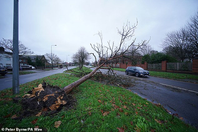 LIVERPOOL: A fallen tree on Queen's Drive in Liverpool caused by the devastation of Storm Darragh