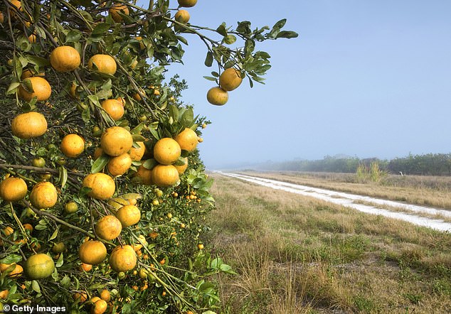 Today, the former citrus hub has become the most popular migration destination in the entire United States – and many of the famed citrus groves have been bulldozed and turned into bustling housing projects